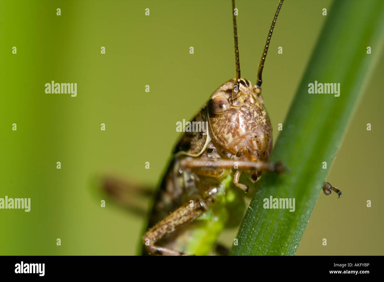 grasshopper;locust Stock Photo
