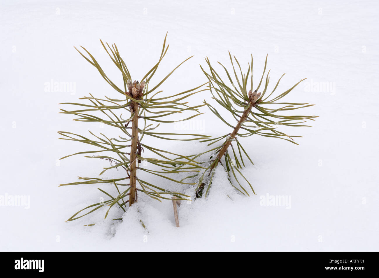 Seedlings pinus sylvestris hi-res stock photography and images - Alamy