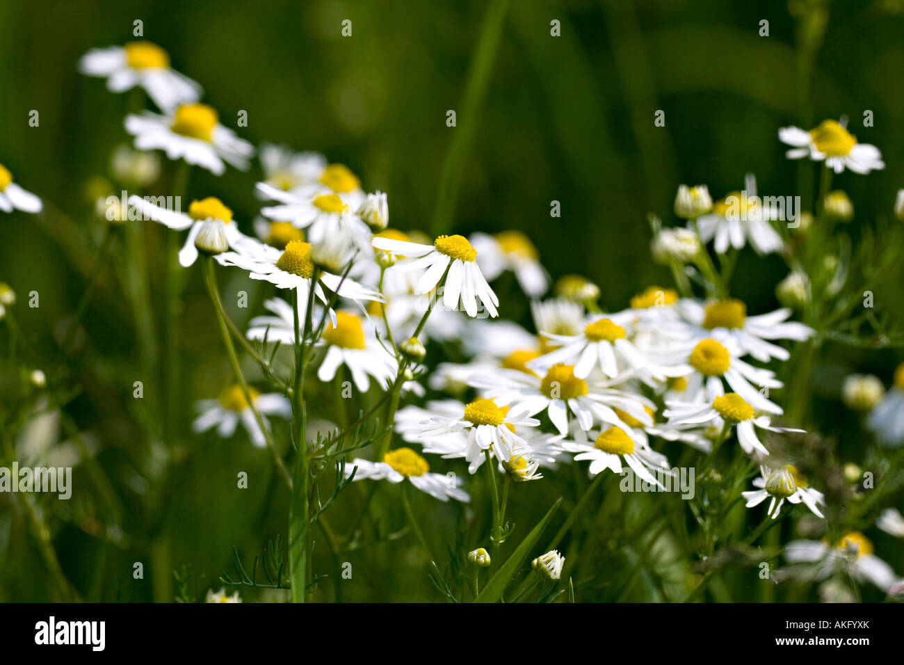Chamomile teas hi-res stock photography and images - Alamy