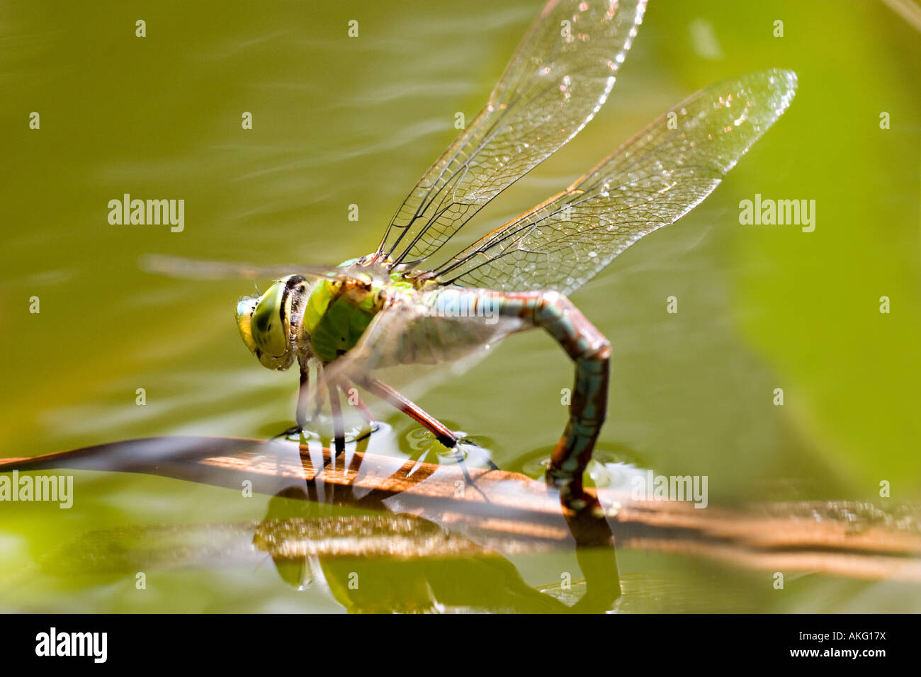 king dragonfly Stock Photo Alamy