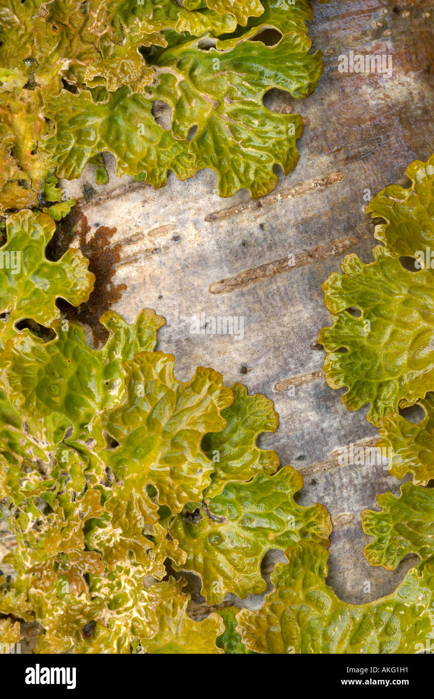 Tree lungwort growing on hazel Stock Photo