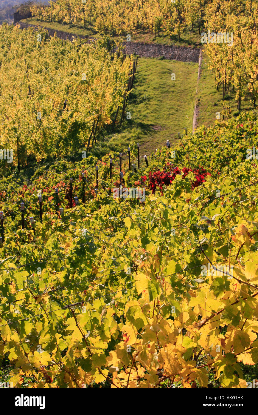 golden vineyard in autumn Höhnstedt Germany fall nature landscape Stock Photo