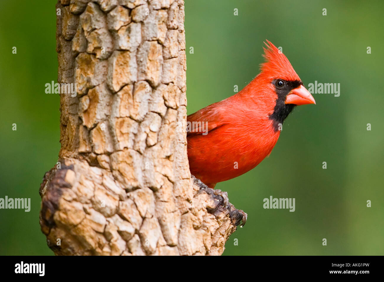 North American Male Cardinal on Pine Tree Stock Photo