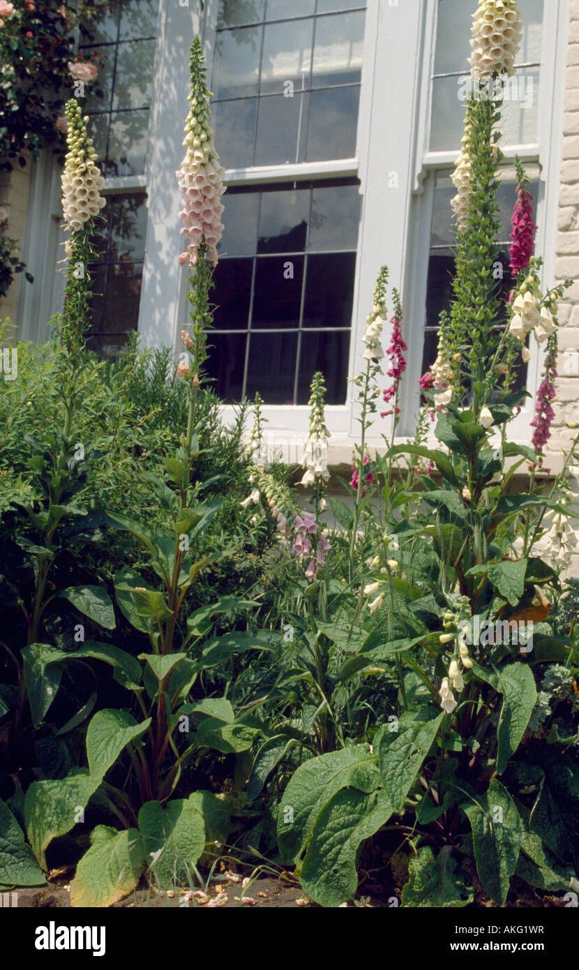 Close up of pink foxgloves in front of window Stock Photo - Alamy
