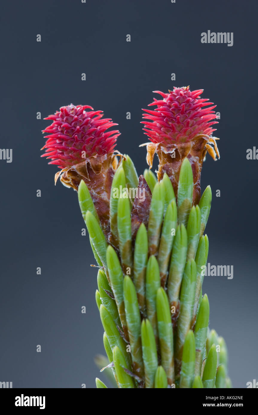 Female Scots pine flowers Stock Photo