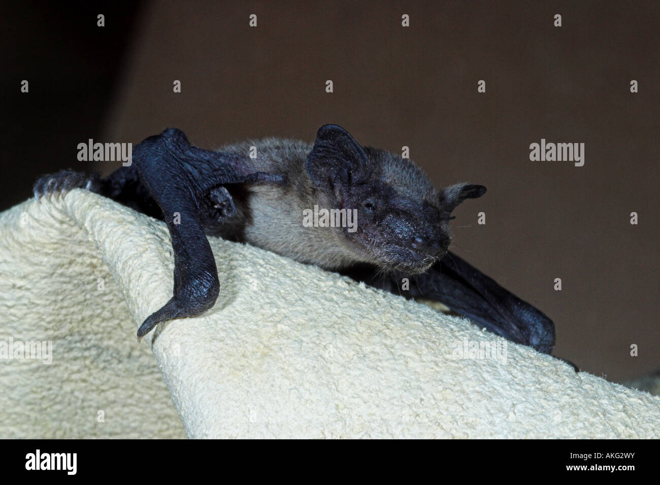 Baby Pipistrelle Bat Pipistrellus Pipistrellus Being Looked After Prior To Being Released Uk Stock Photo Alamy Baby Pipistrelle Bat Pipistrellus Pipistrellus Being Looked After Prior To Being Released Uk Stock Photo Alamy