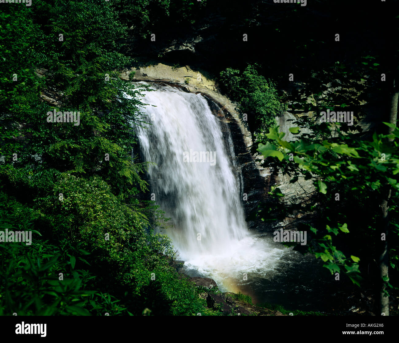 Trees with rushes hi-res stock photography and images - Alamy