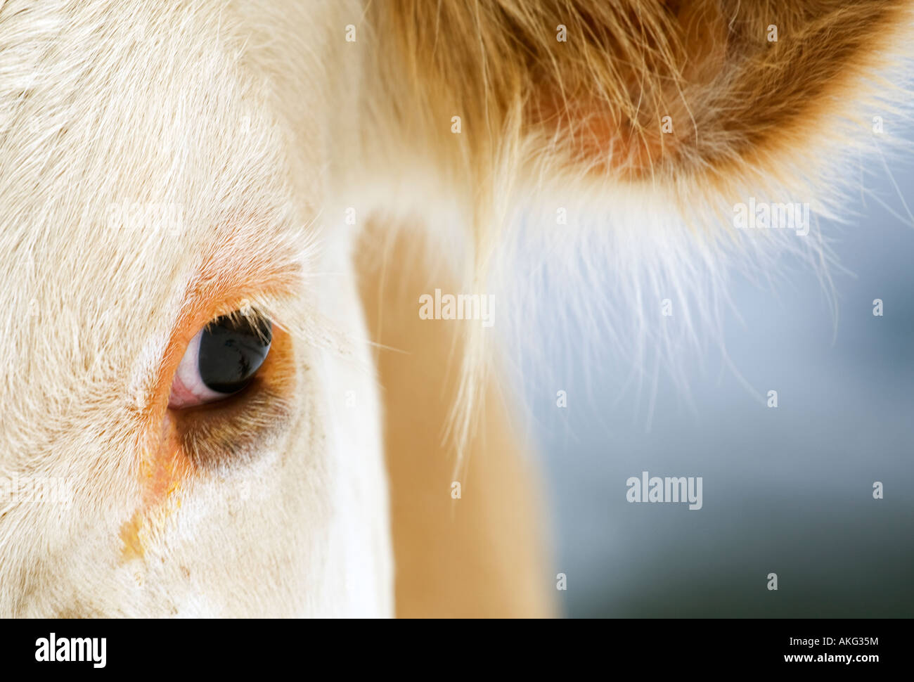 Close up of a cows eye switzerland Stock Photo