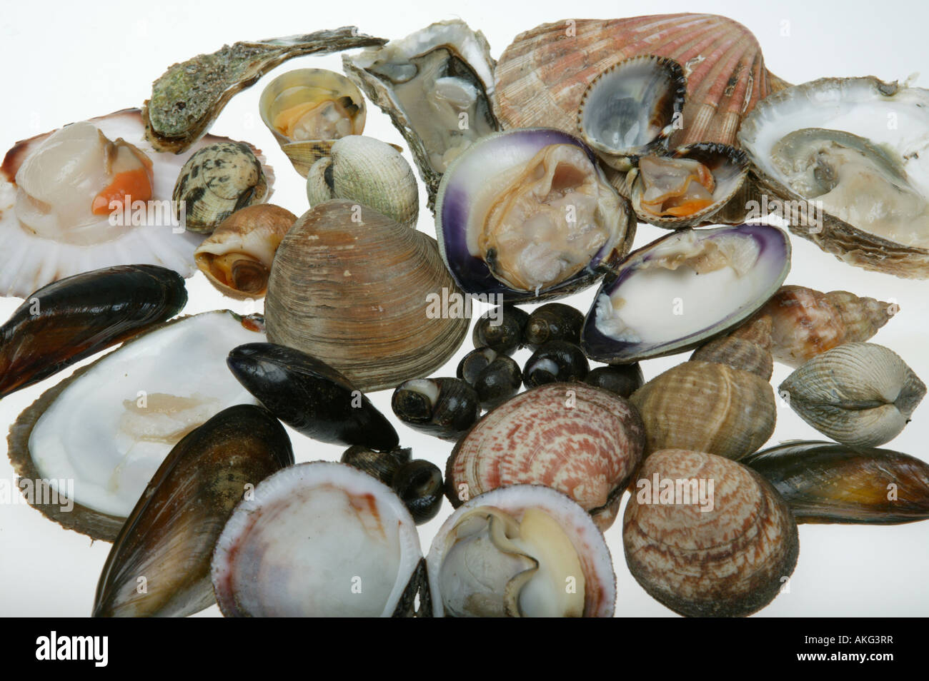 Collection of shellfish including whelks,cockle,periwinkle,oyster,clam