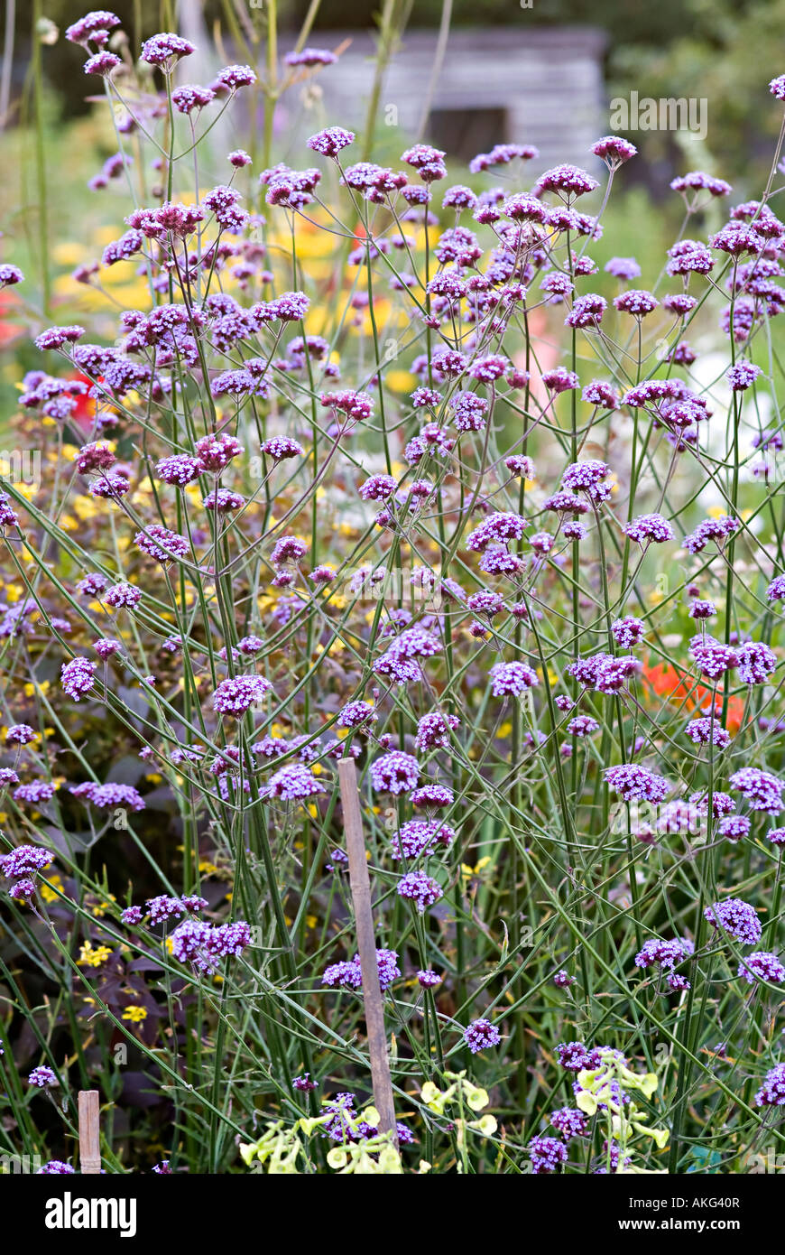 Verbena bonariensis purple flower head bish stem Stock Photo