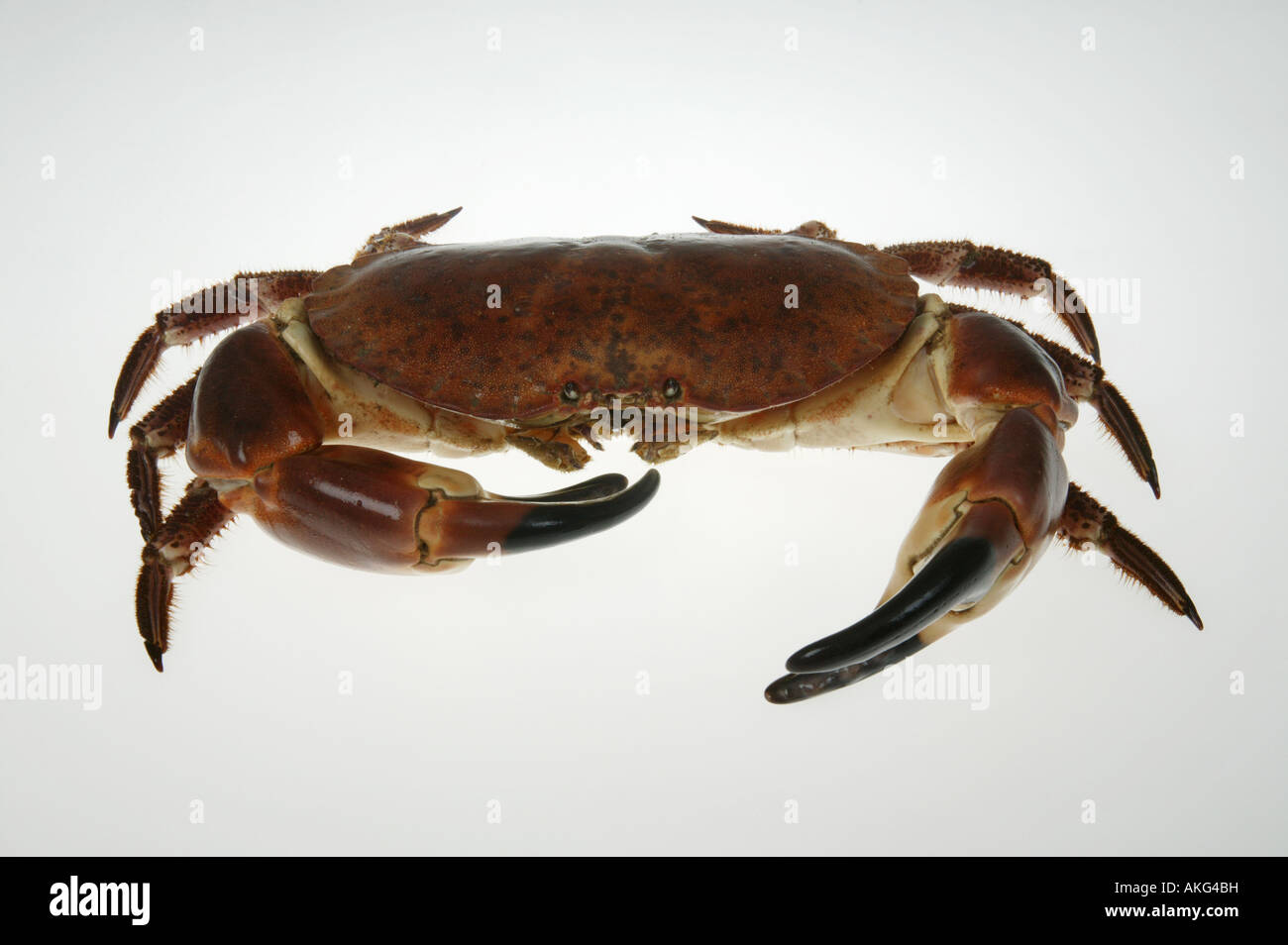 edible brown crab Stock Photo Alamy