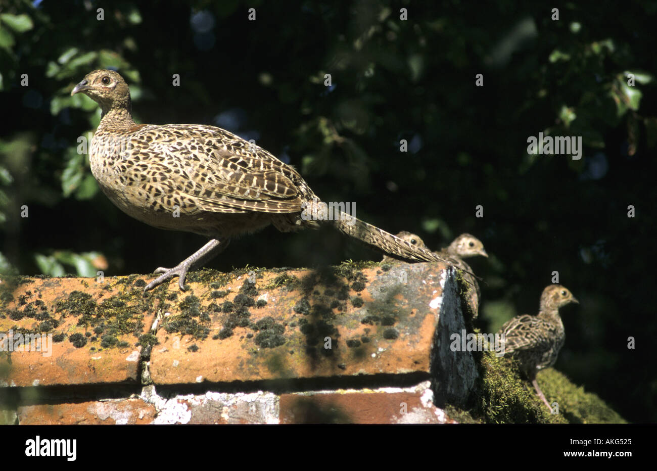 Female pheasant, phasianus colchicus, with young perched on garden wall May Norfolk UK Stock Photo
