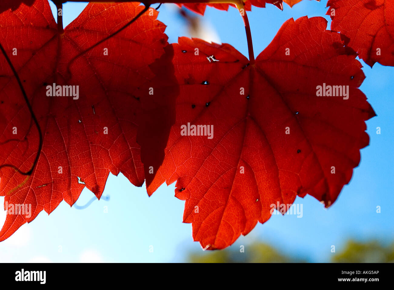 A stock Photograph of autumn leaves Stock Photo - Alamy