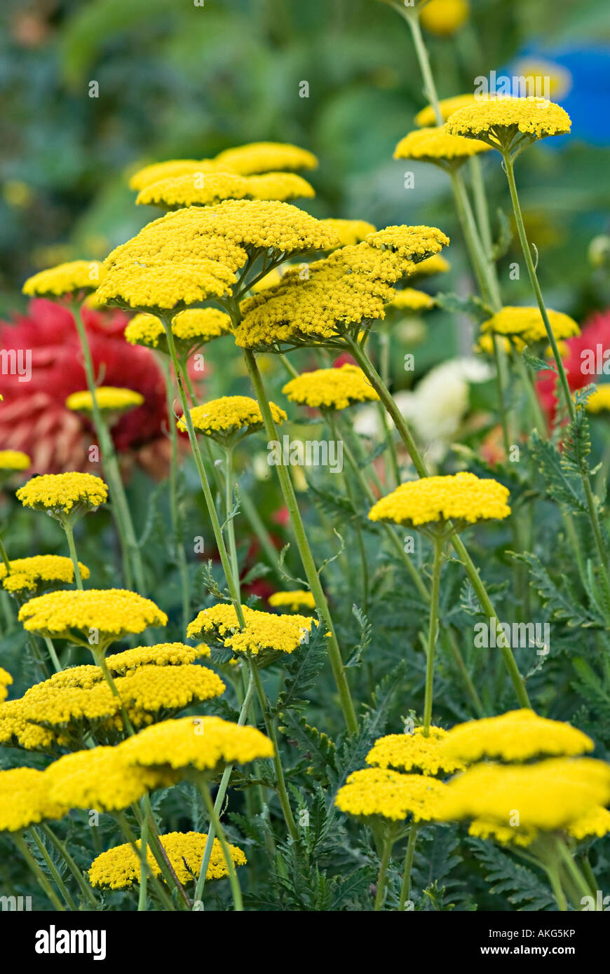 achillia with yellow flower head Achilleas are cheery border wildflower and rock garden plants with flattened heads in a range o Stock Photo