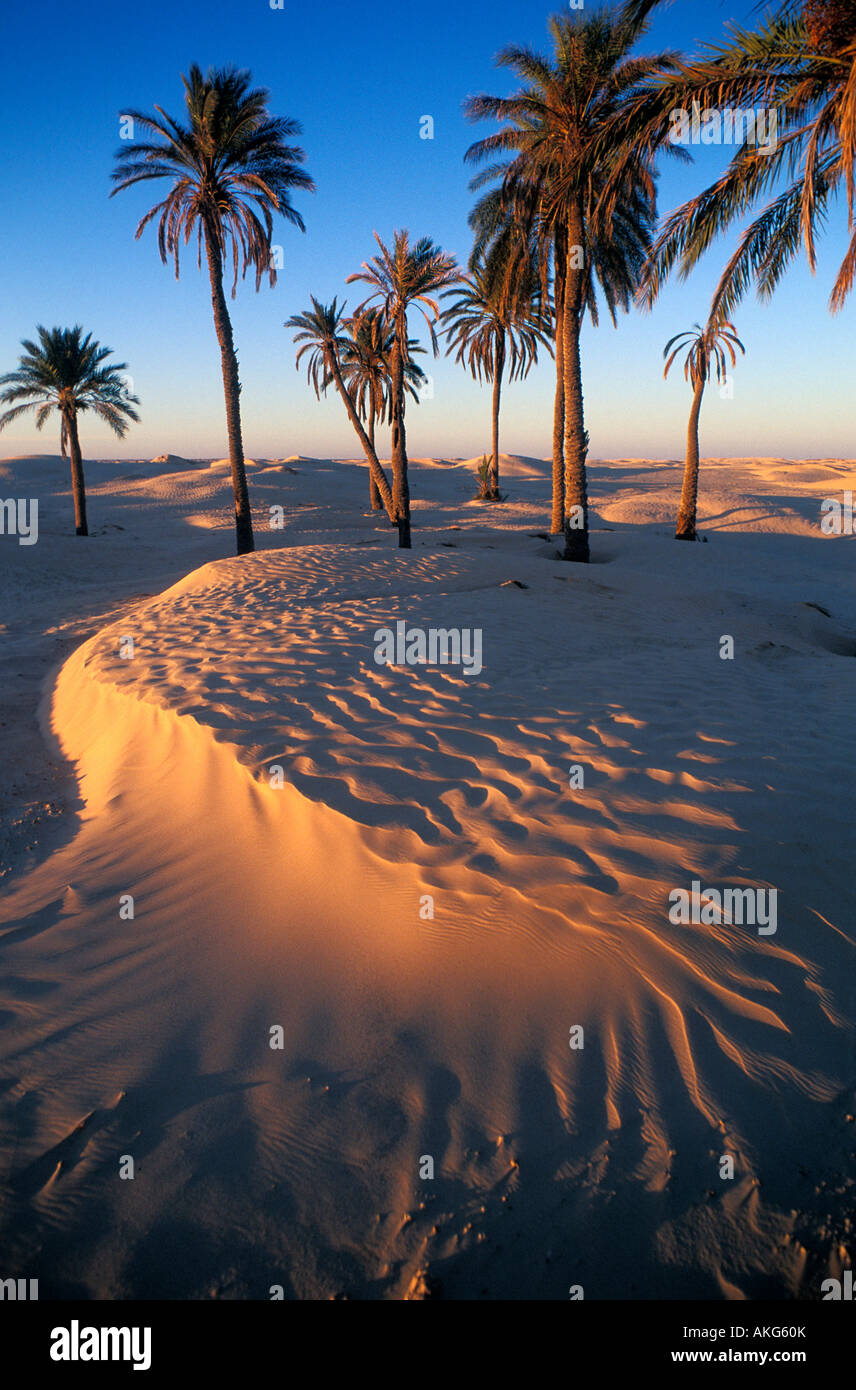 Tunisia, Southern Tunisia, Douz, Ofra 's dunes Stock Photo