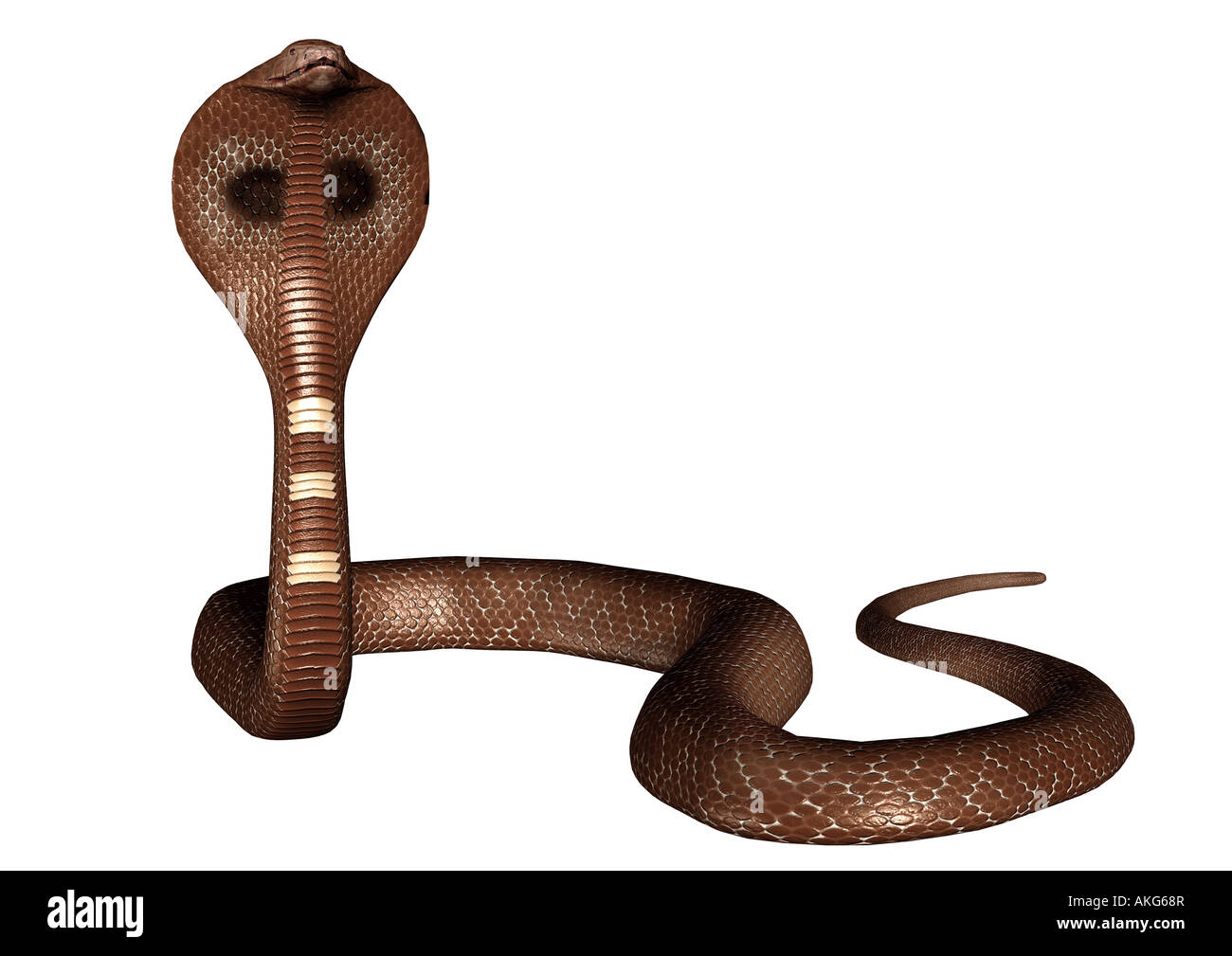 Cobra snake cut out hi-res stock photography and images - Alamy