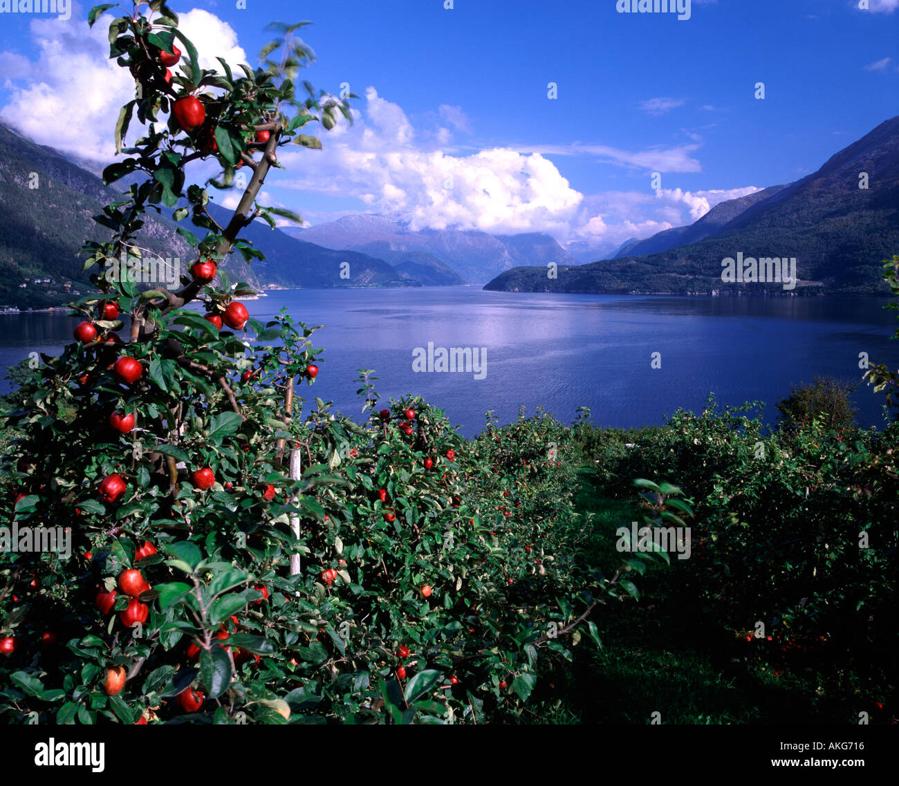 Hardangerfjord, Hordaland, Norway Stock Photo