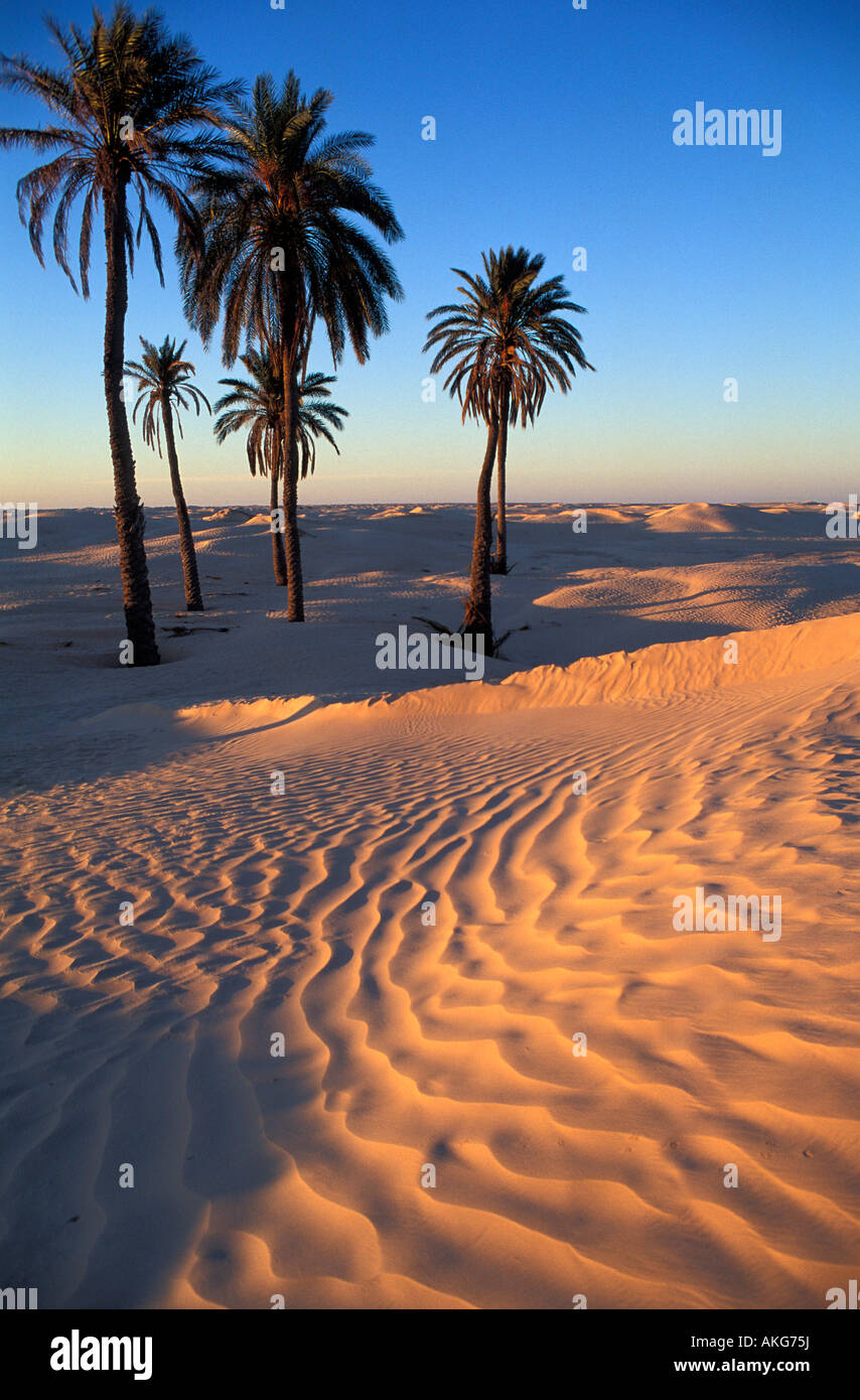 Tunisia, Southern Tunisia, Douz, Ofra 's dunes Stock Photo