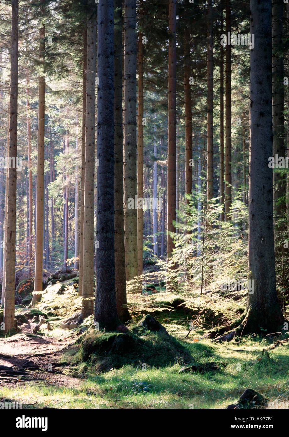 Trees woods woodland forest hi-res stock photography and images - Alamy