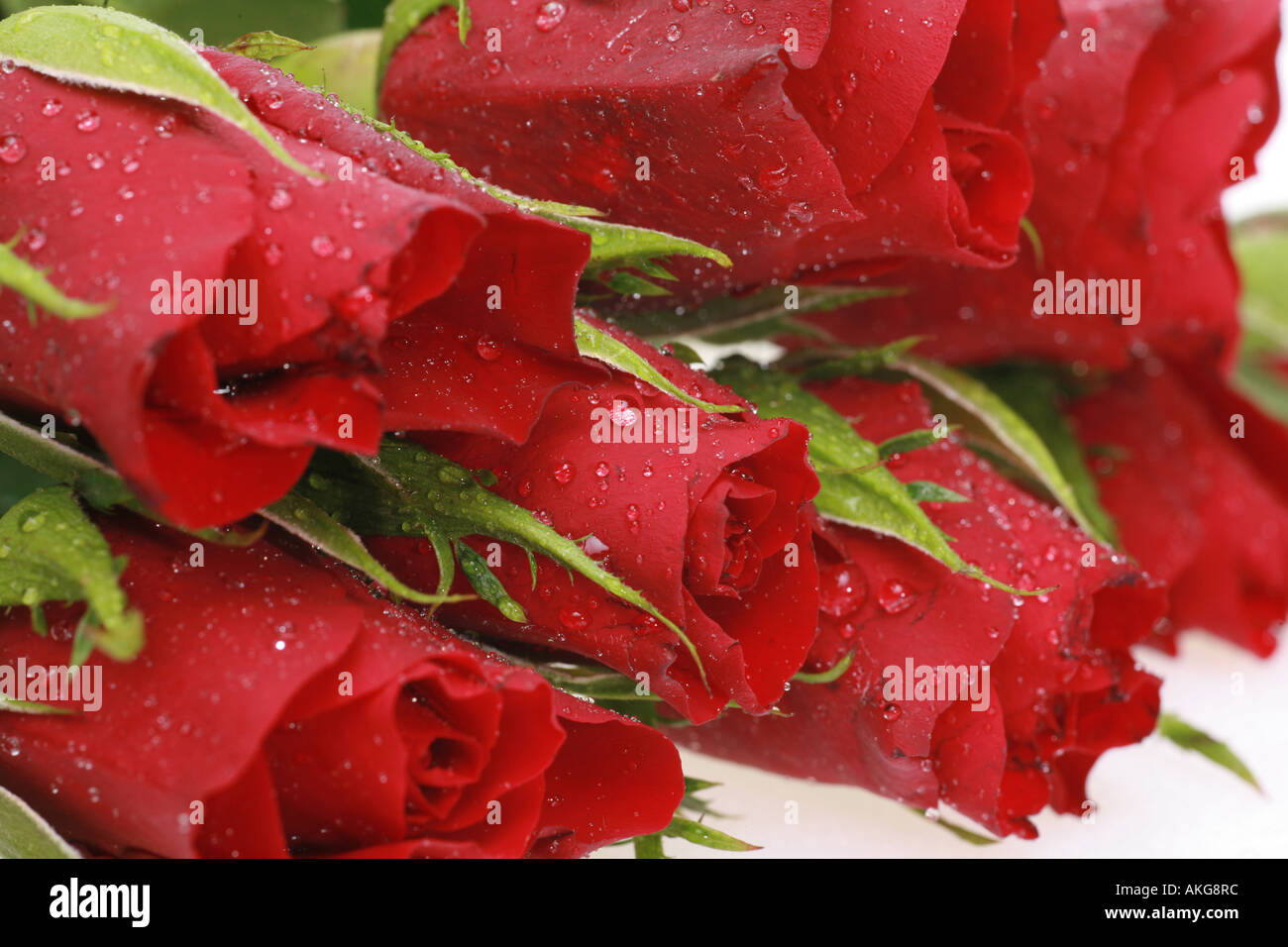 red roses on white Stock Photo - Alamy