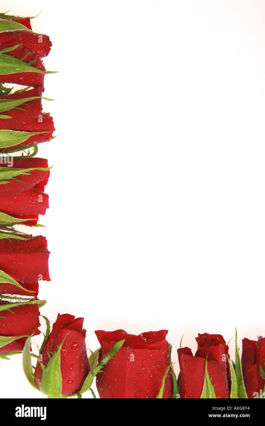 Rose Forming Loves sweet roses hi-res stock photography and images - Alamy
