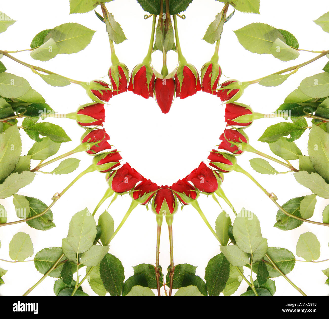 red roses forming a heart on a white background Stock Photo - Alamy
