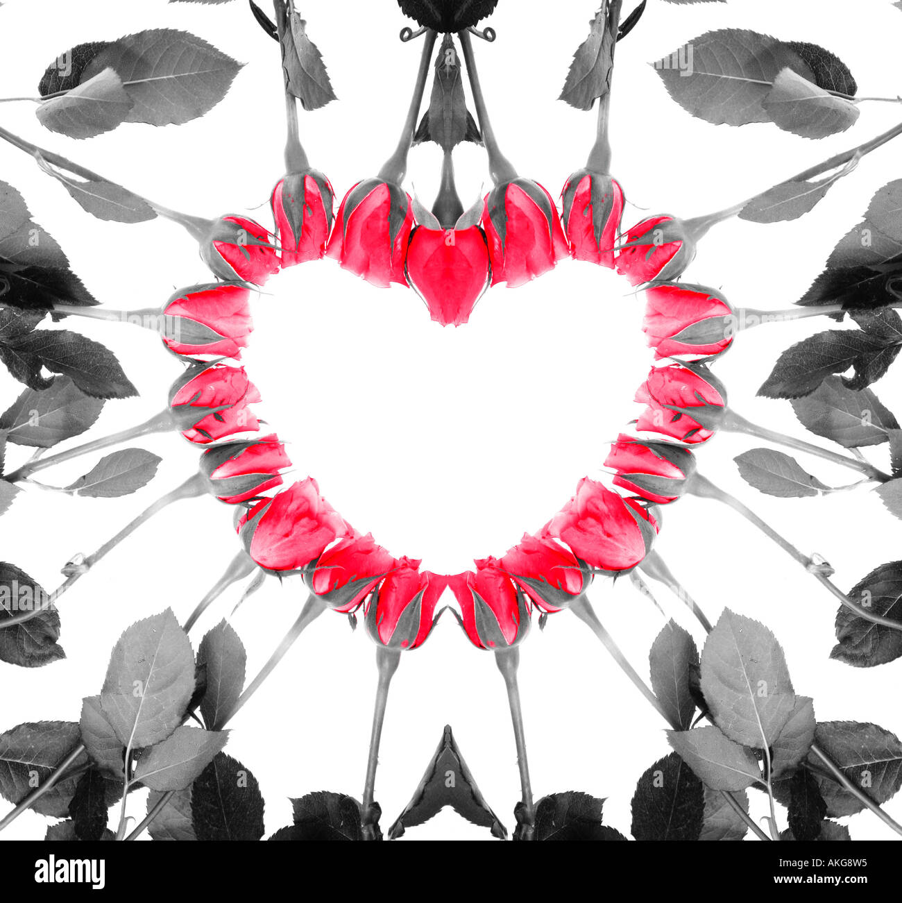 red roses forming a heart on a white background Stock Photo - Alamy
