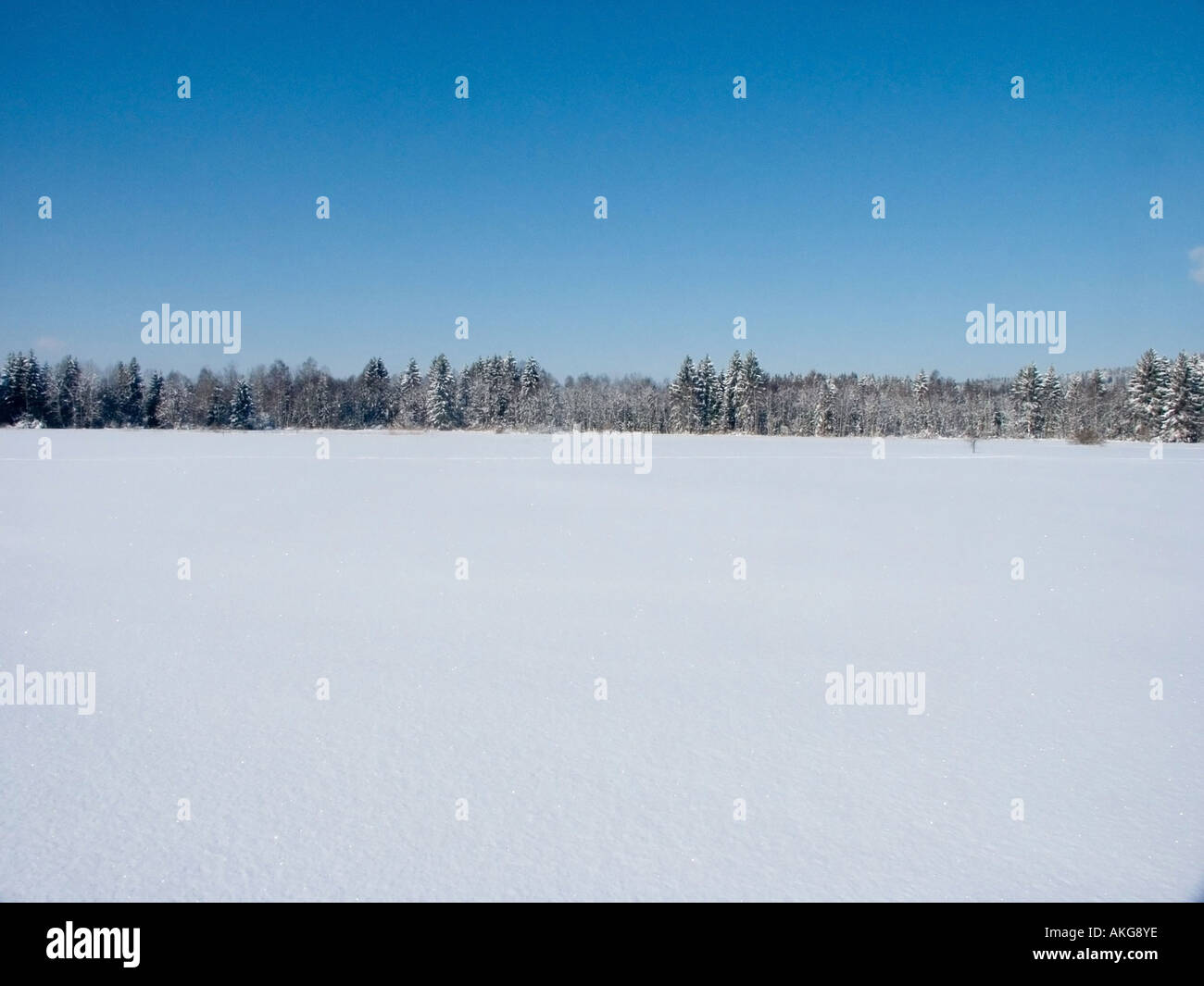 Zen frozen ice snow tree hi-res stock photography and images - Alamy