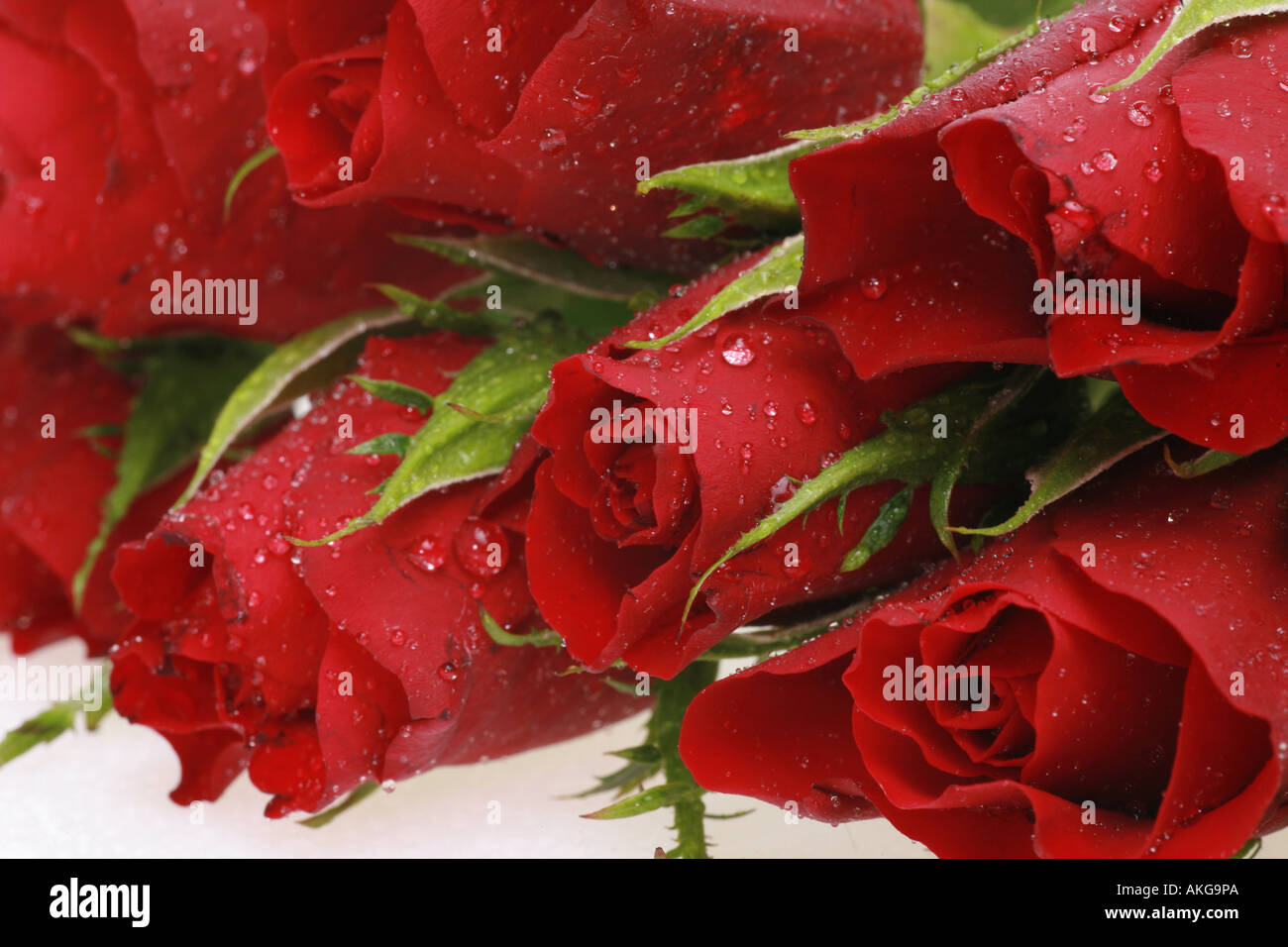 close up of roses with waterdrops on it Stock Photo
