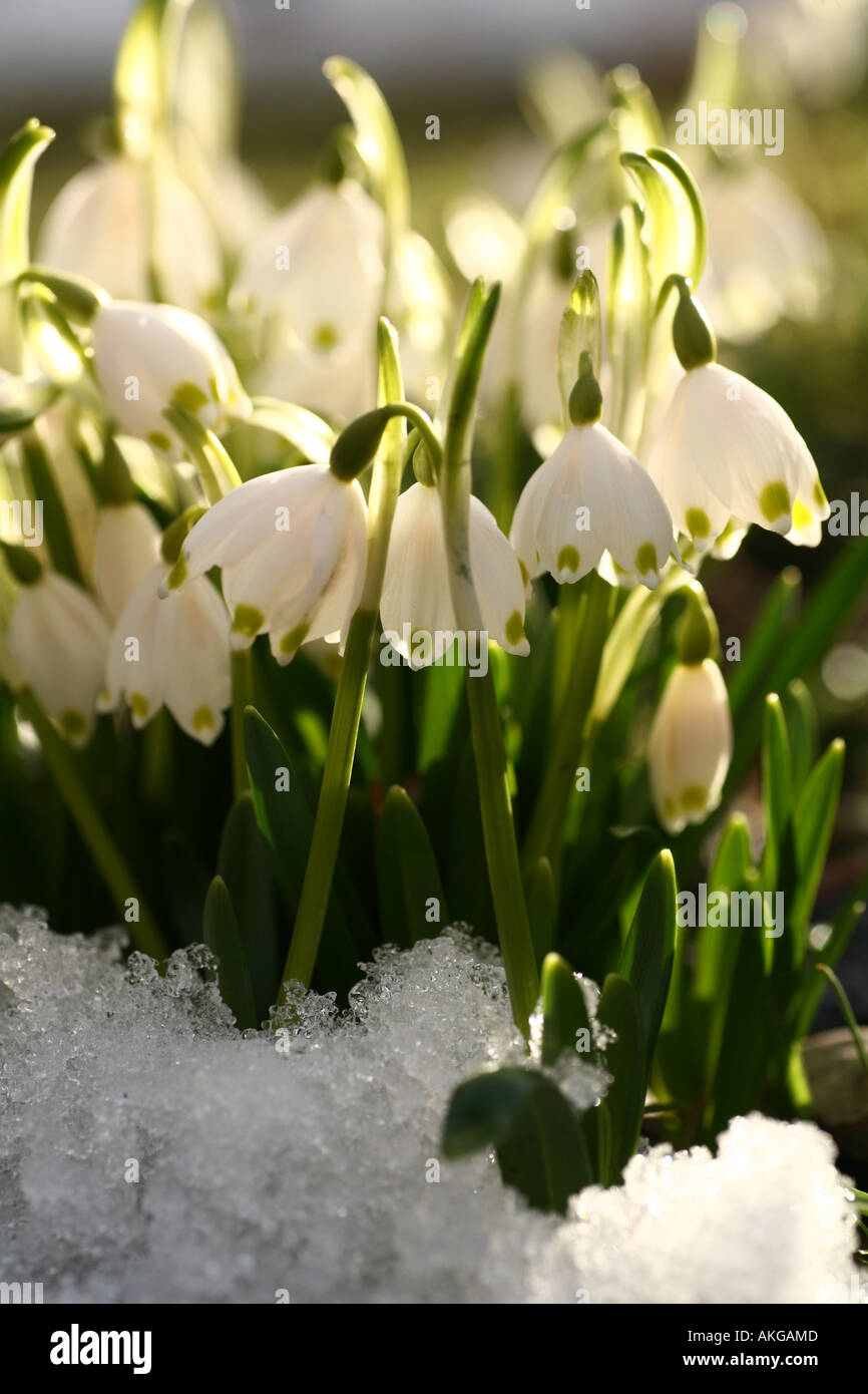 spring flowers in the field Stock Photo - Alamy