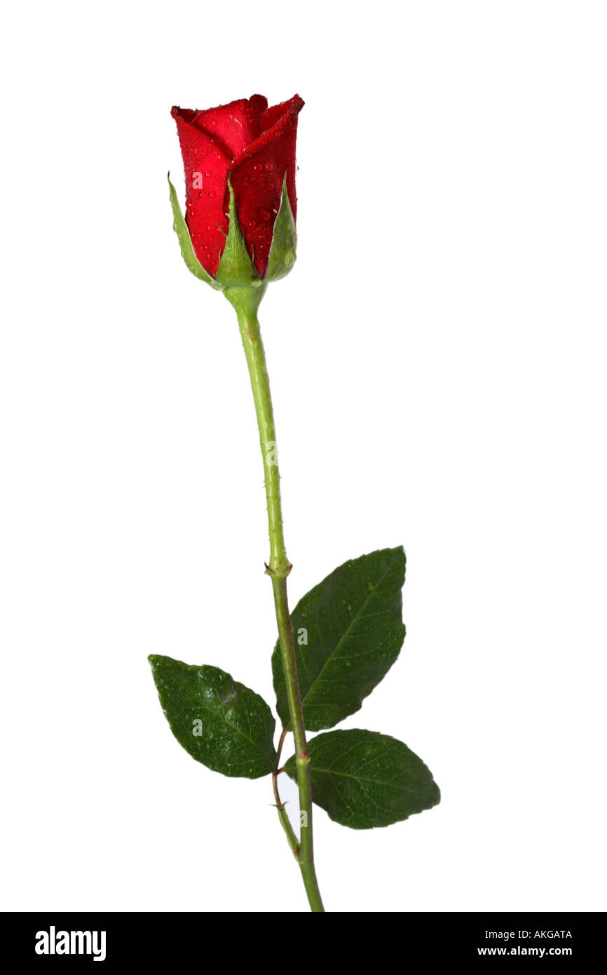 Single Long Stem Red Rose Stock Photo