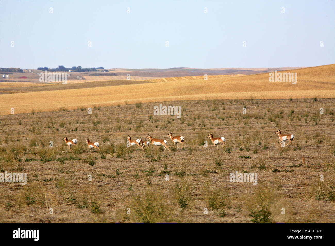 Small herd of antelope running in a Saskatchewan field Stock Photo