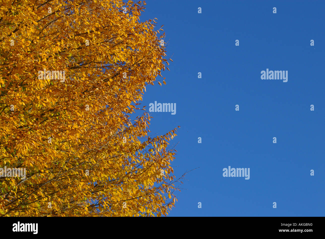Moode High Resolution Stock Photography and Images - Alamy