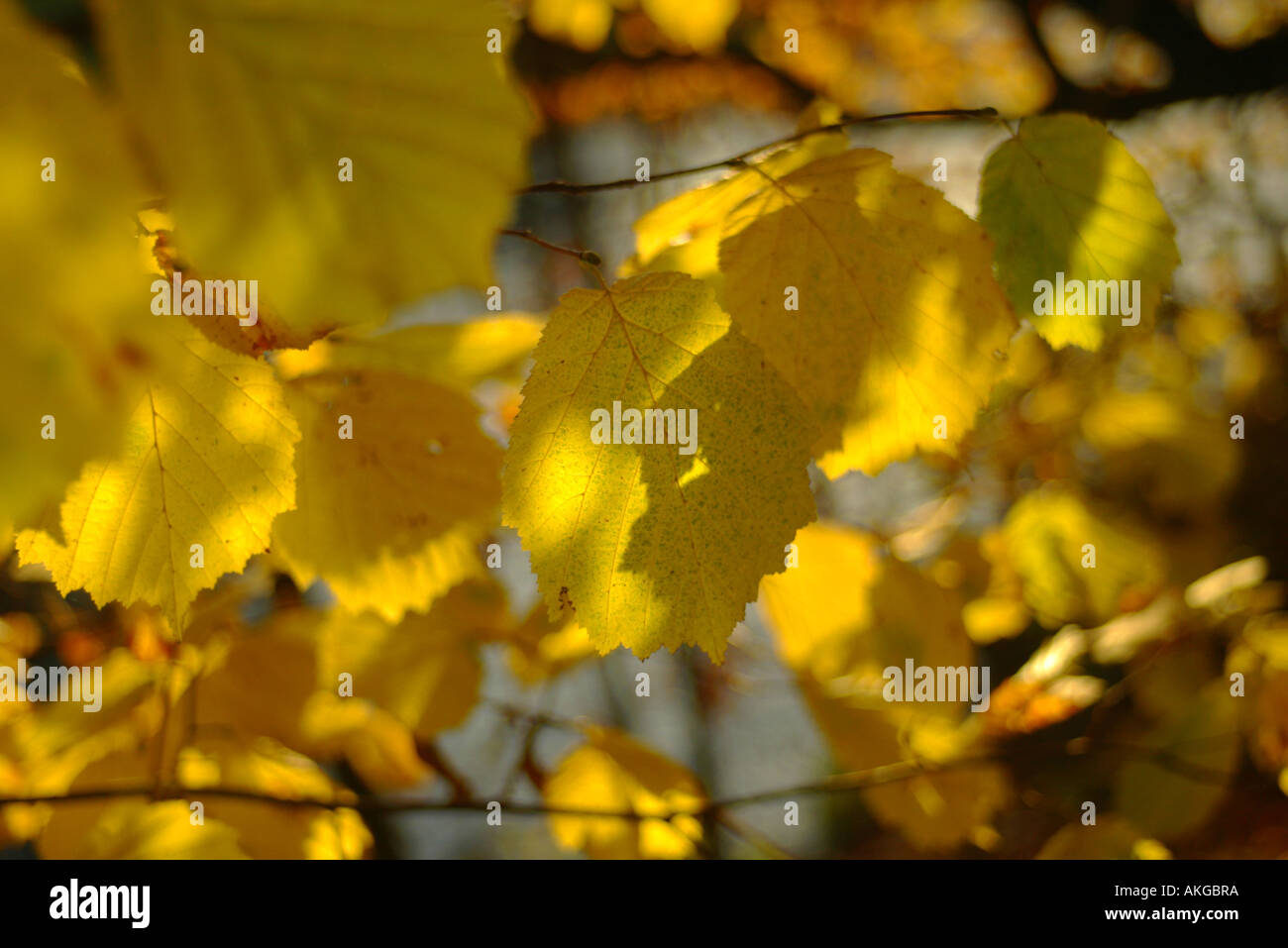 Moode hi-res stock photography and images - Alamy