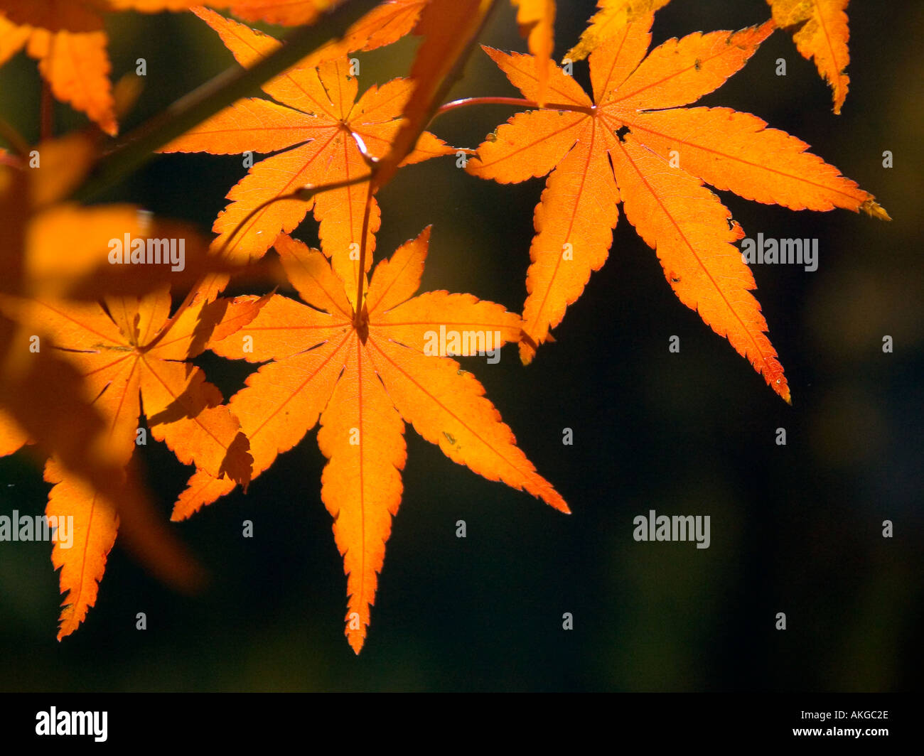 Maple leaves turn color in the fall Stock Photo Alamy