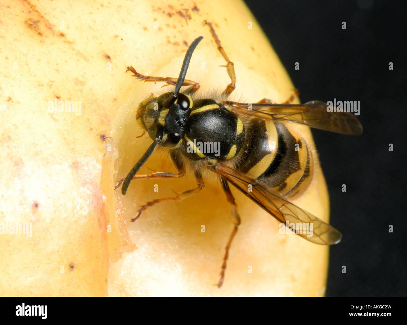 A queen wasp Vespula vulgaris on an apple Stock Photo