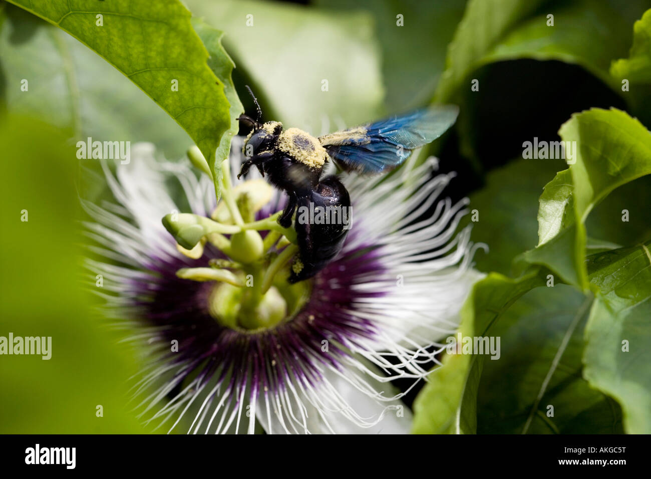 carpenter bee covered in pollen on a Passion flower Passiflora Edulis flavicarpa Stock Photo