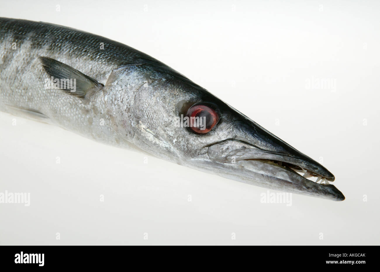 luccio marino - 1 Luccio marino hi-res stock photography and images - Alamy