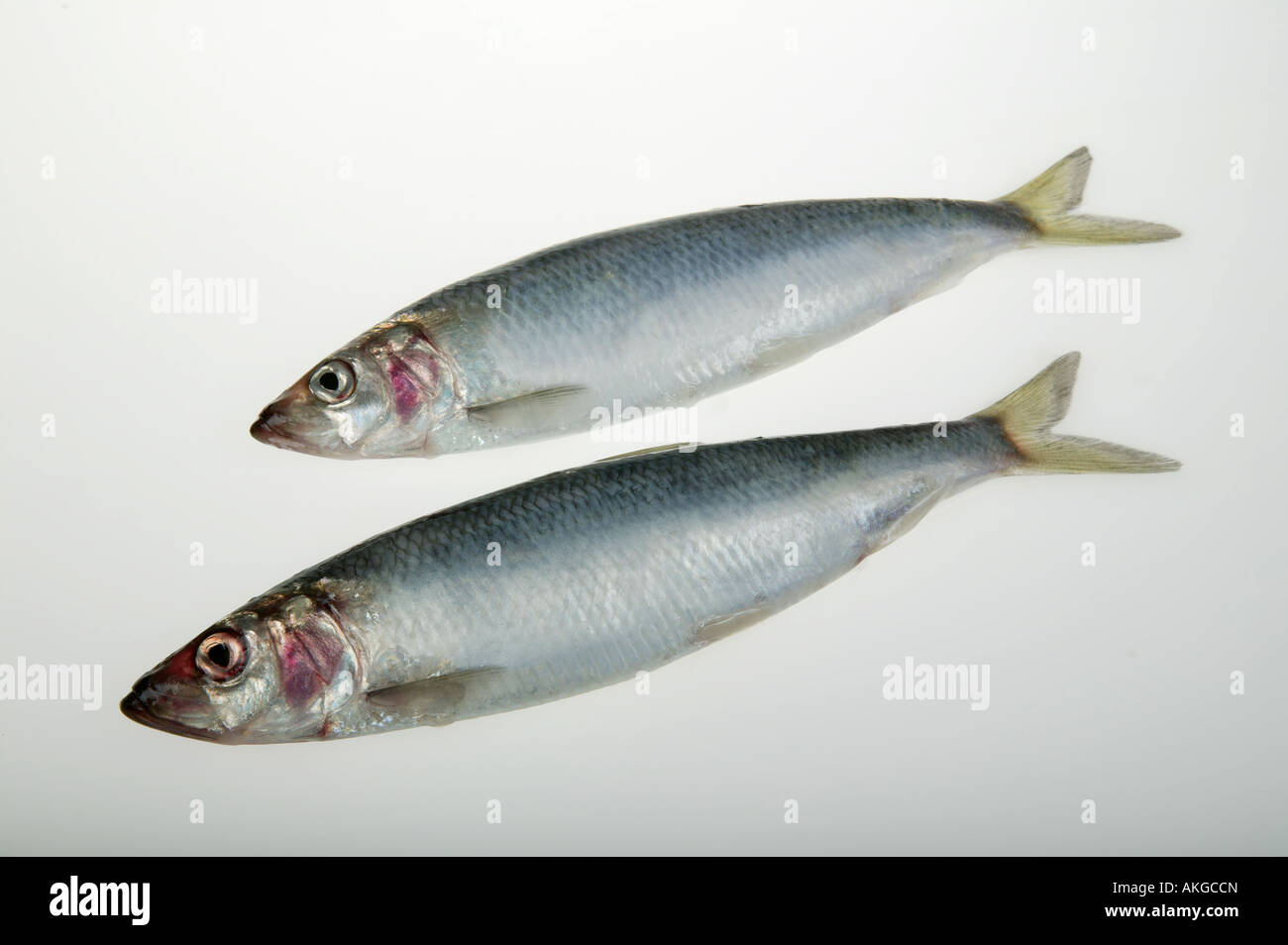 studio shot of herring fish Stock Photo