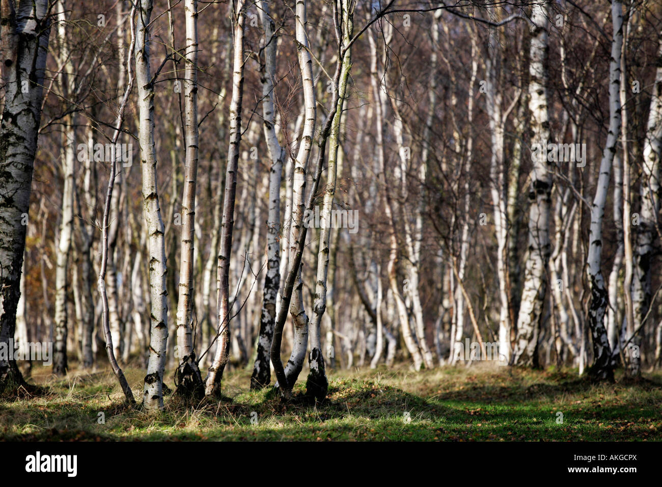 Silver birch trees in the Derbyshire Peak District, UK Stock Photo