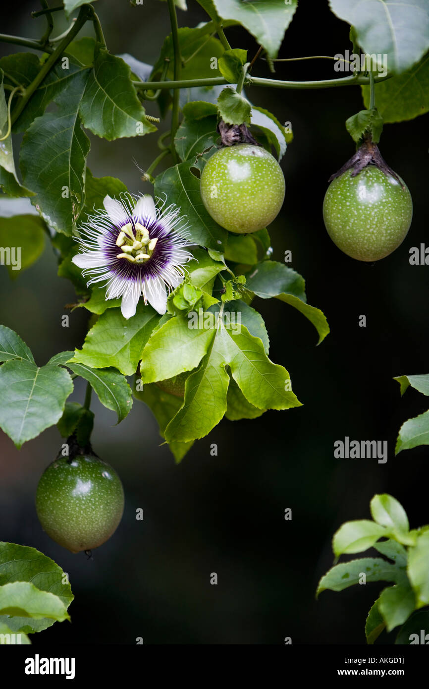 Passiflora Edulis flavicarpa. Passion flower and fruit on the vine in India Stock Photo