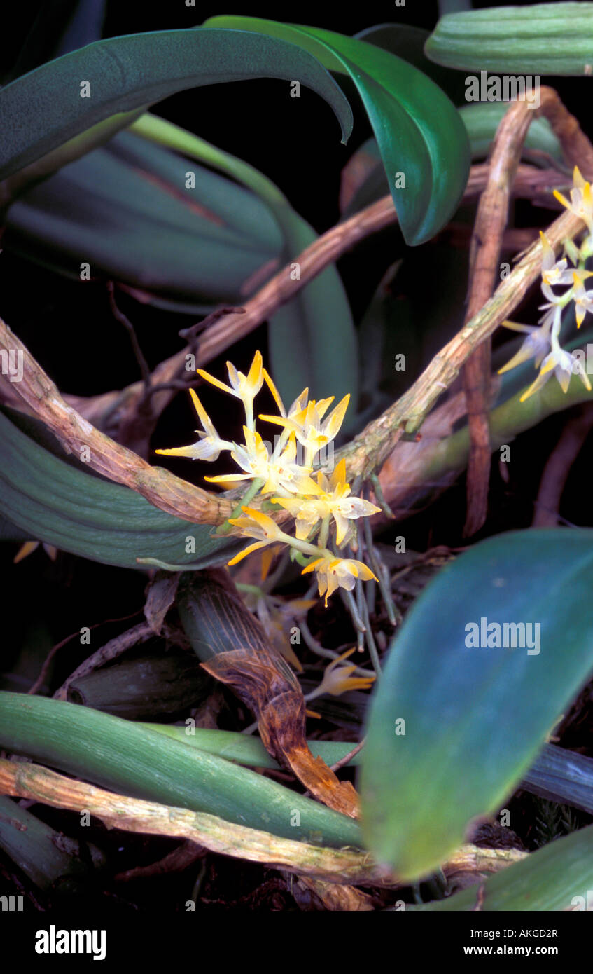 Bulbophyllum Odoratissimum Stock Photo