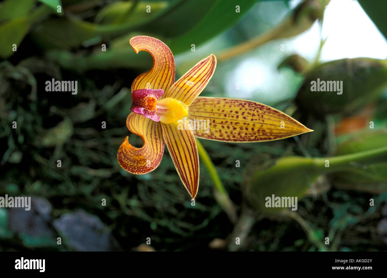 Bulbophyllum Lobbii Stock Photo