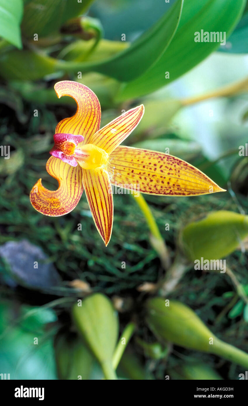 Bulbophyllum Lobbii Stock Photo