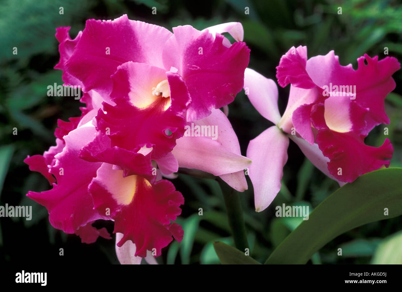 Cattleya 'Aquinii' Stock Photo