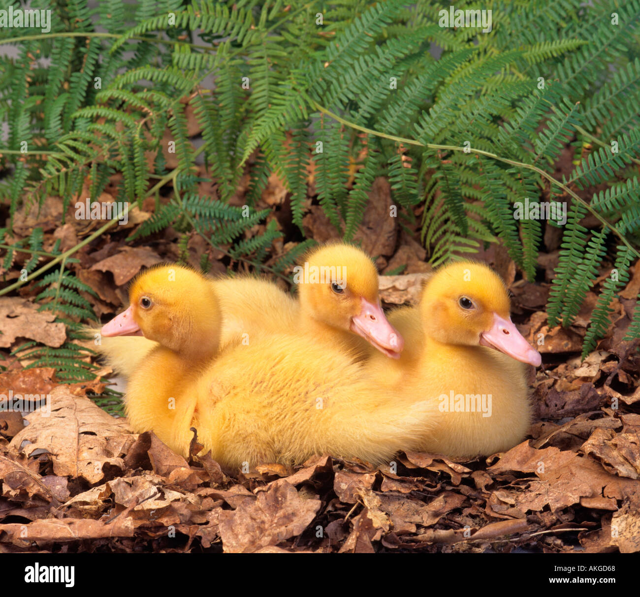 Newly Hatched Ducklings in Spring Stock Photo