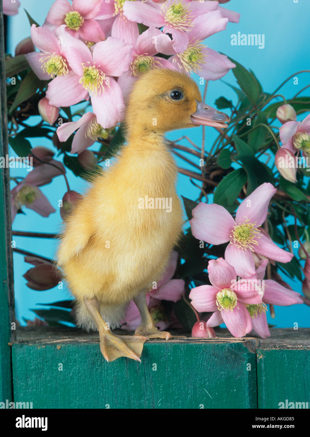 Newly Hatched Duckling in Spring Stock Photo