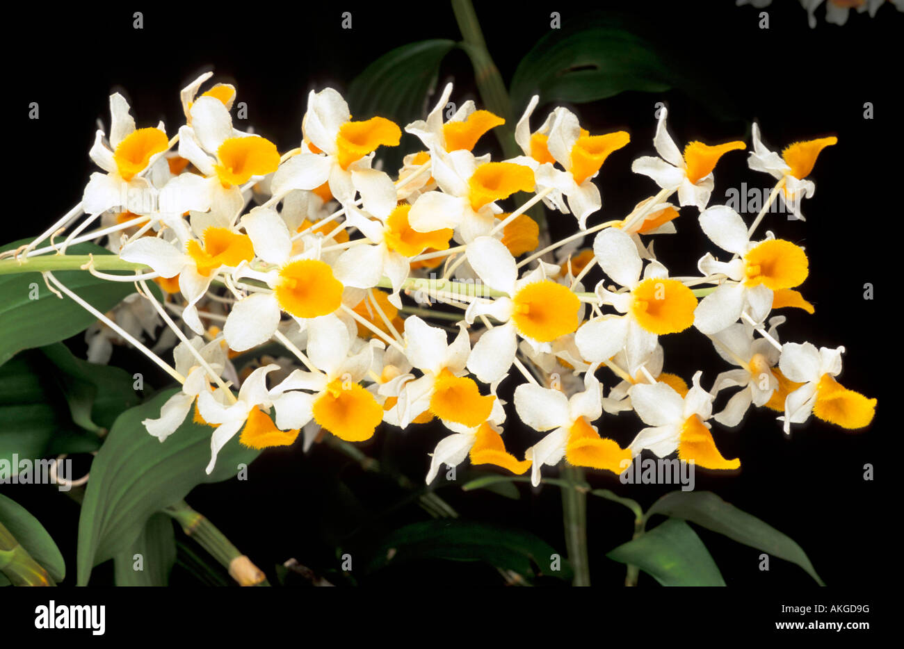 Dendrobium Thyrsiflorum Stock Photo