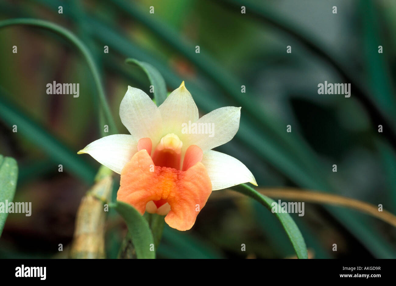 Dendrobium Bellatulum Stock Photo
