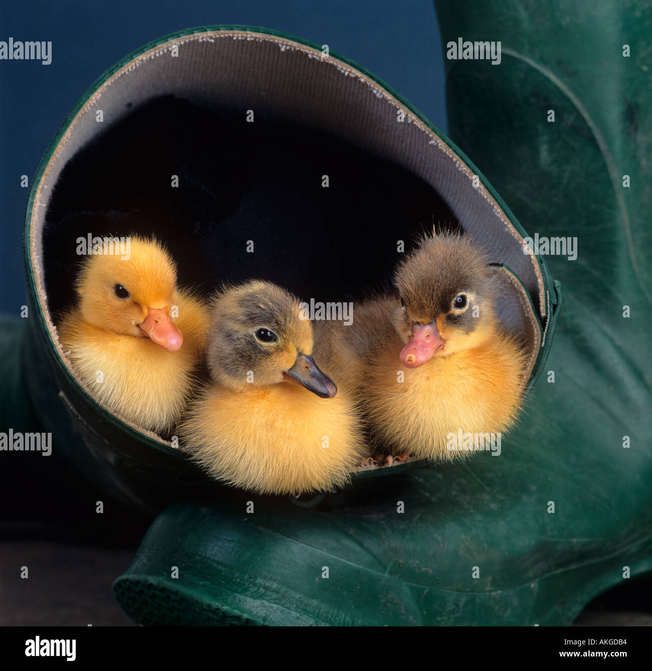 Newly Hatched Ducklings sitting in green wellie Stock Photo